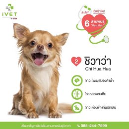 ระวังกันสักนิด! กับโรคฮิตติดตัว! จาก 6 สายพันธุ์ ‘บ็อก! บ็อก!’ ( ตอนที่ 2 )
